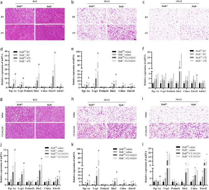 Adipose-specific HuR deletion protects against high-fat diet-induced obesity in mice through upregulating Ucp1 expression.