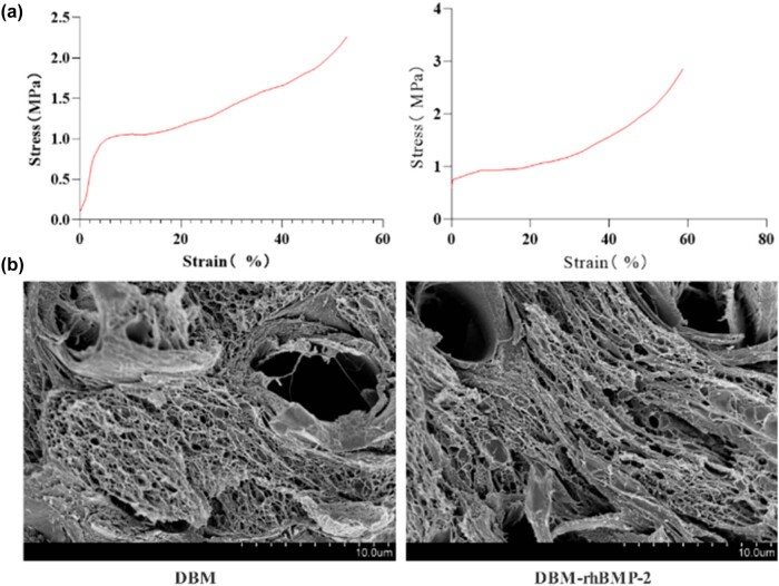 Experimental study on salmon demineralized bone matrix loaded with recombinant human bone morphogenetic protein-2: <i>In vitro</i> and <i>in vivo</i> study.