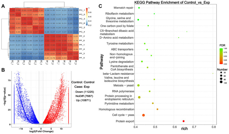 Comparative Multi-Omics Analysis and Antitumor Activity of <i>Phylloporia crataegi</i> and <i>Phylloporia fontanesiae</i>.