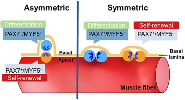Regulatory Landscapes of Muscle Satellite Cells: From Mechanism to Application.