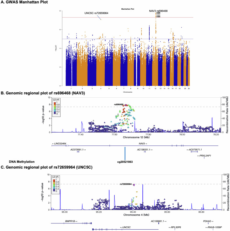 The impact of blood MCP-1 levels on Alzheimer's disease with genetic variation at the NAV3 and UNC5C loci.