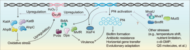 Regulation of filamentous phage Pf4 activation by oxidative stress in <i>Pseudomonas aeruginosa</i>.