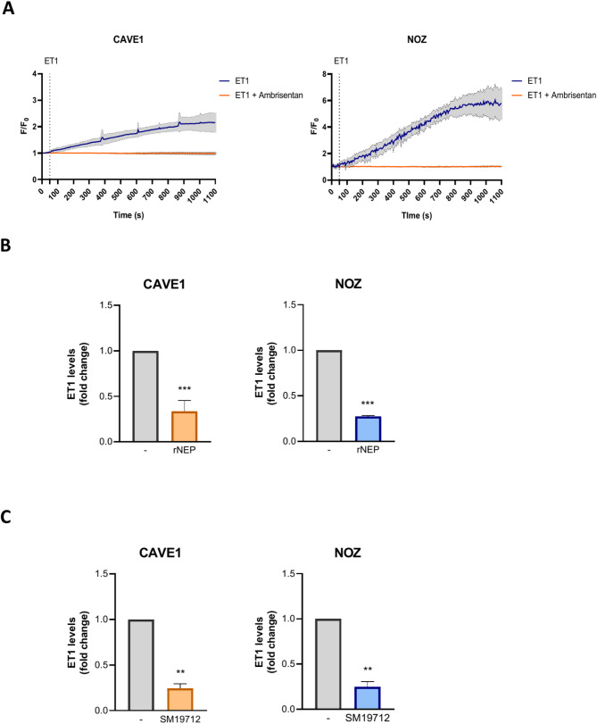 Decreased Endothelin-1 bioavailability impairs aggressiveness of gallbladder cancer cells.