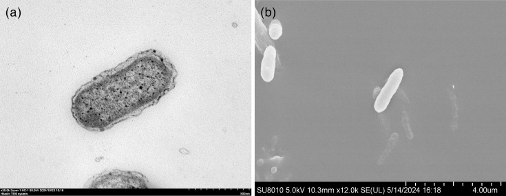 <i>Nitrincola salilacus</i> sp. nov., isolated from Niya Fish Salt Lake Sediment in Xinjiang, Northwest China.