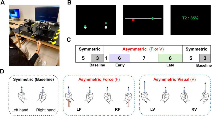 Effect of aging on the visuomotor control during continuous bimanual movement.
