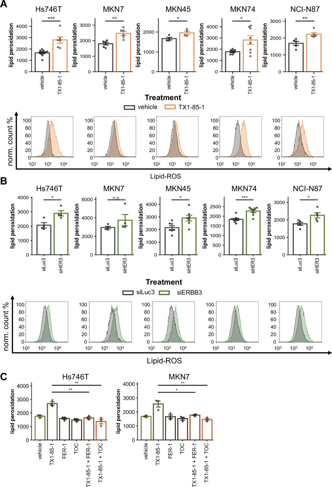 ERBB3 influences the ferroptosis pathway via modulation of lipid peroxidation and GSH synthesis in gastric cancer.