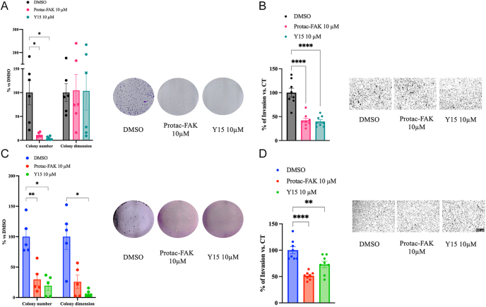 FAK inhibition disrupts tumor growth, apoptosis, and transcriptional regulation in GI-NETs.