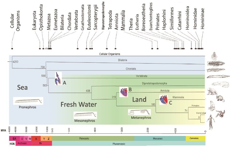 Evolutionary medicine of emunctory functions of the kidney: an empirical review.