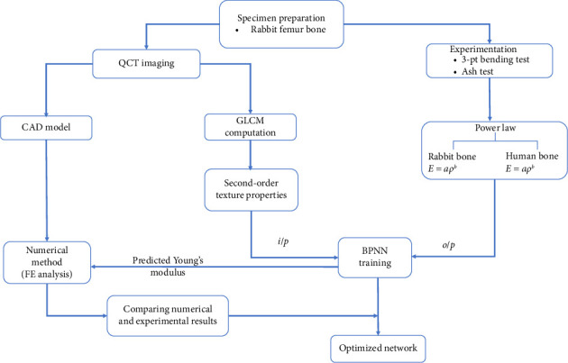 A Novel Approach by Integrating CT-Based Imaging Data and Machine Learning to Predict Patient-Specific Young's Modulus Values.