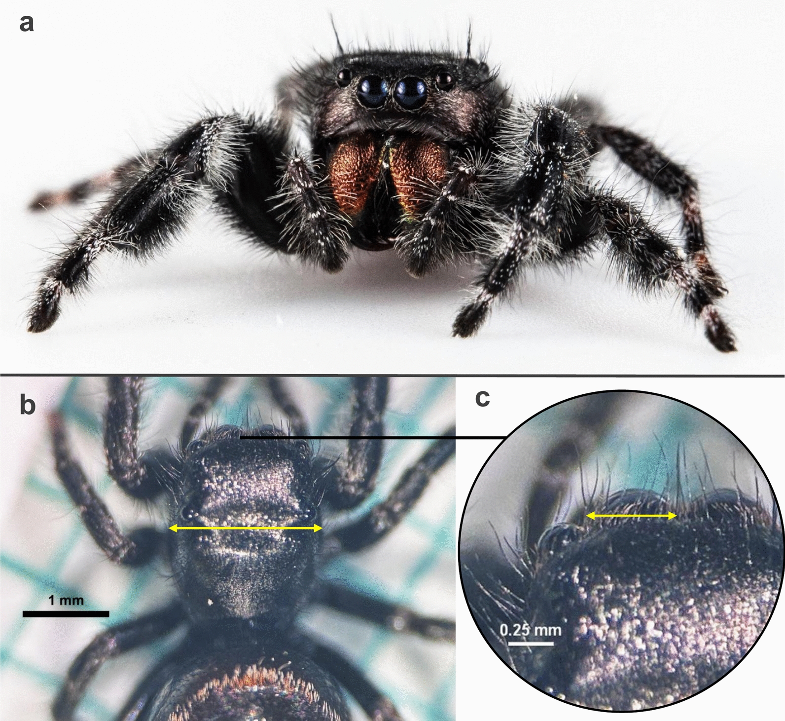 Growth and development of two predator species fed a diet of genetically engineered mosquitoes.