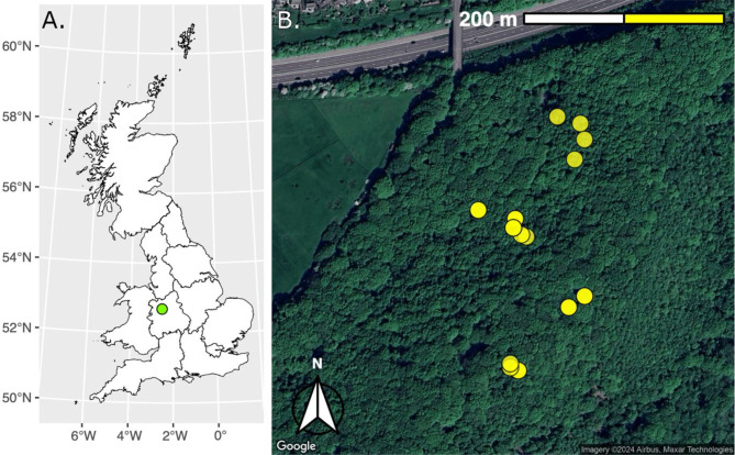 Factors determining diversity of saproxylic arthropods in the fruiting bodies of the birch polypore fungus (Fomitopsis betulina).