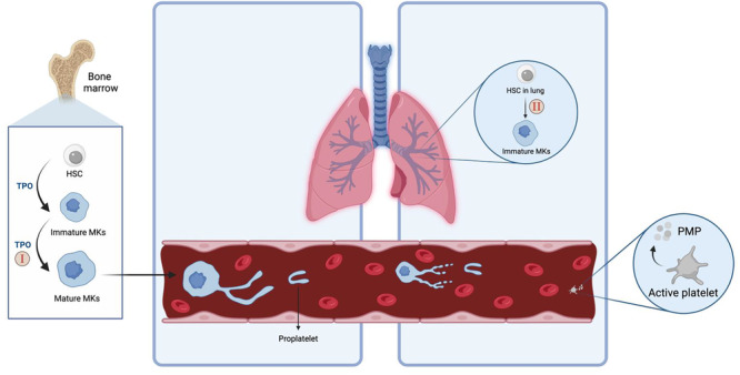 Pulmonary Arterial Hypertension Requiring Medication Is Associated With Higher Prevalence of Thrombocytopenia in Pediatric Patients.