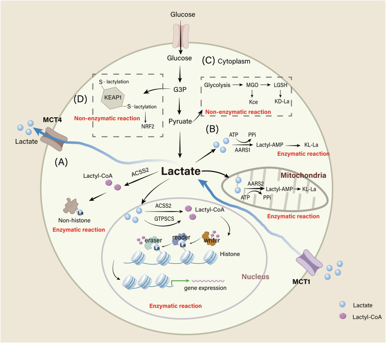 Roles of lactylation in lipid metabolism and related diseases.