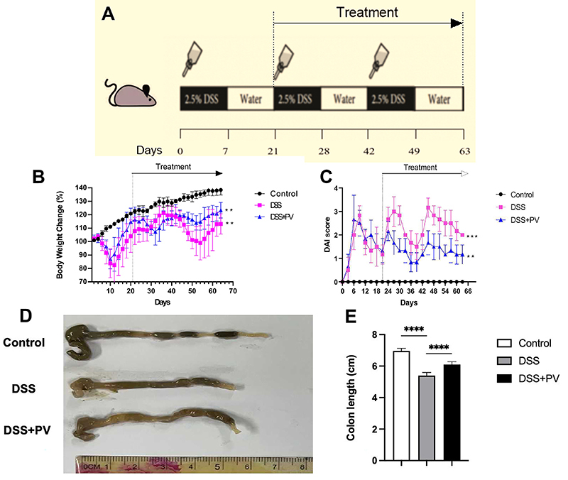 Pitavastatin reduces intestinal fibrosis in chronic colitis and inhibits colon fibroblast activation by enhancing MMP-9 expression via the IGF-1/IGF-1R pathway.