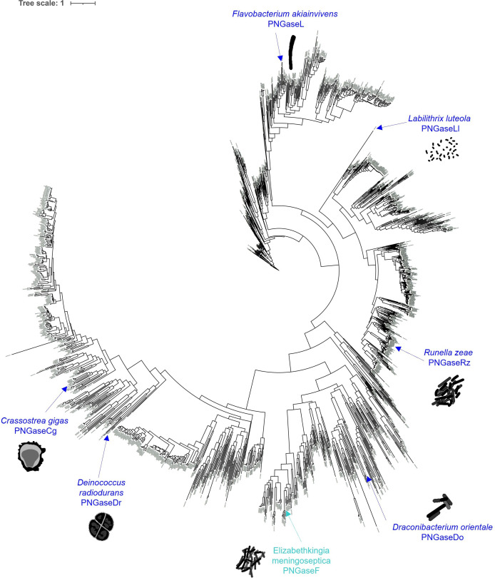 PNGaseL from <i>Flavobacterium akiainvivens</i> targets a diverse range of N-glycan structures.