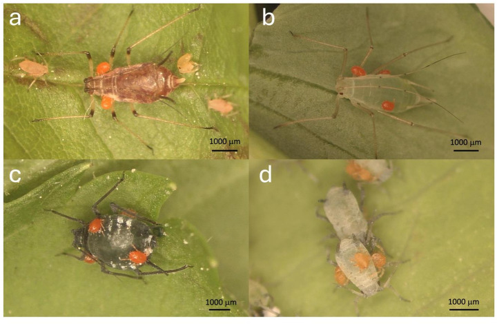 Host species of larvae contribute to intraspecific variation of deutonymphs - a case study of Allothrombium fuliginosum (Trombidiformes: Trombidiidae) parasitizing aphids.