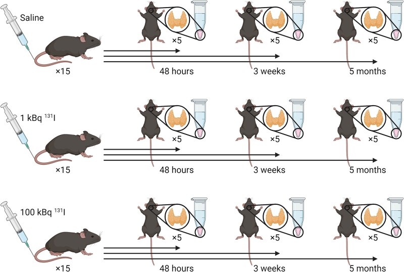 Short and long-term effects on the thyroid proteome after 131I exposure.
