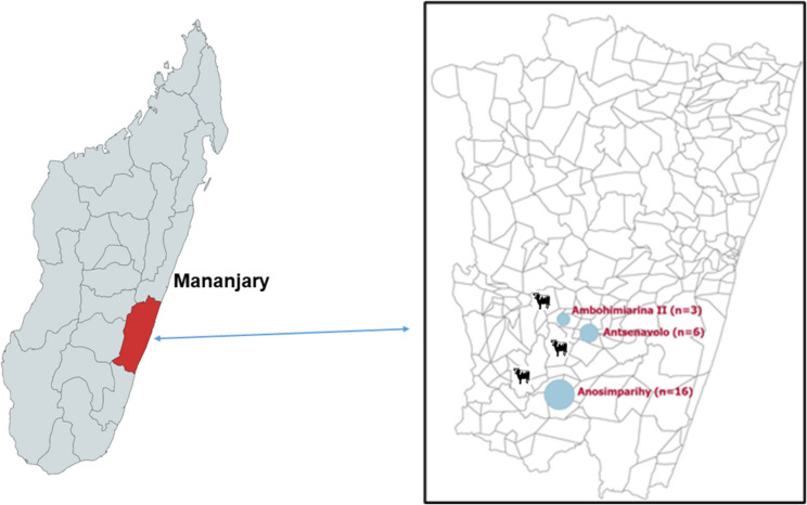 Molecular detection of Ehrlichia ruminantium in ticks from ruminants during the 2021 Rift Valley fever outbreak in Mananjary, Madagascar.