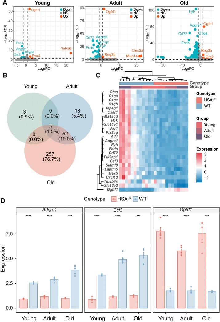 Muscle-driven spinal cord histological and transcriptomic alterations in a myotonic dystrophy mouse model: insights into neuropathy.