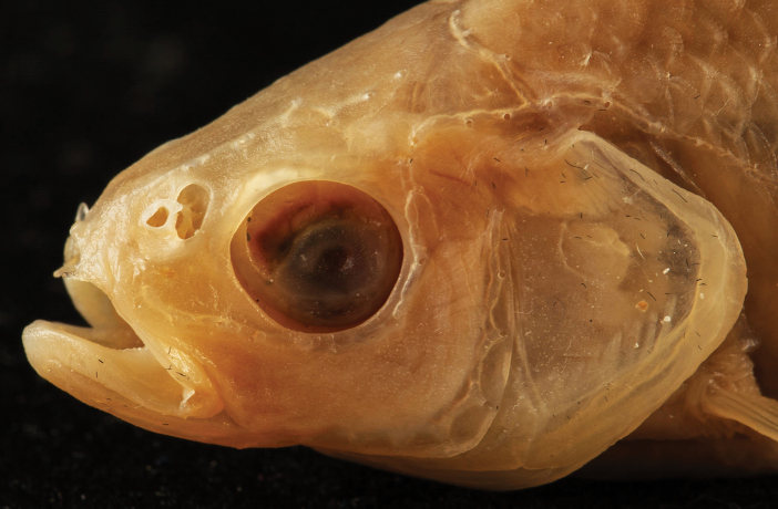 ﻿A new <i>Pseudophoxinus</i> species (Teleostei, Cypriniformes, Leuciscidae) from the upper Jordan River basin (Israel) with comments on the status of a few other congeneric species.