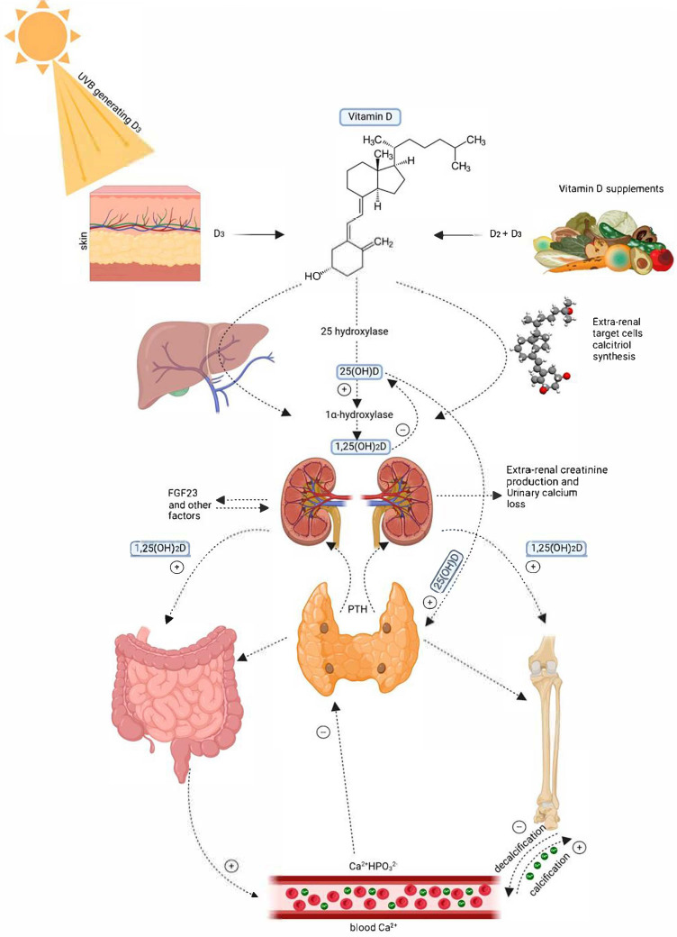 The Role of Vitamin D Supplementation in Type 1, Type 2, and Gestational Diabetes: A Comprehensive Updated Narrative Review.