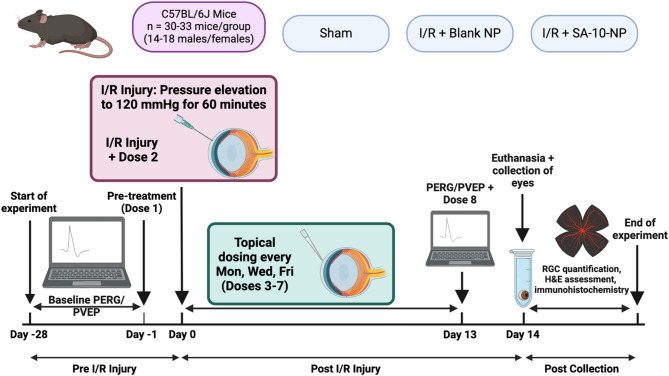 Hybrid molecule SA-10 and its PLGA nanosuspension protect human and rodent retinal ganglion cells against neuronal injury.