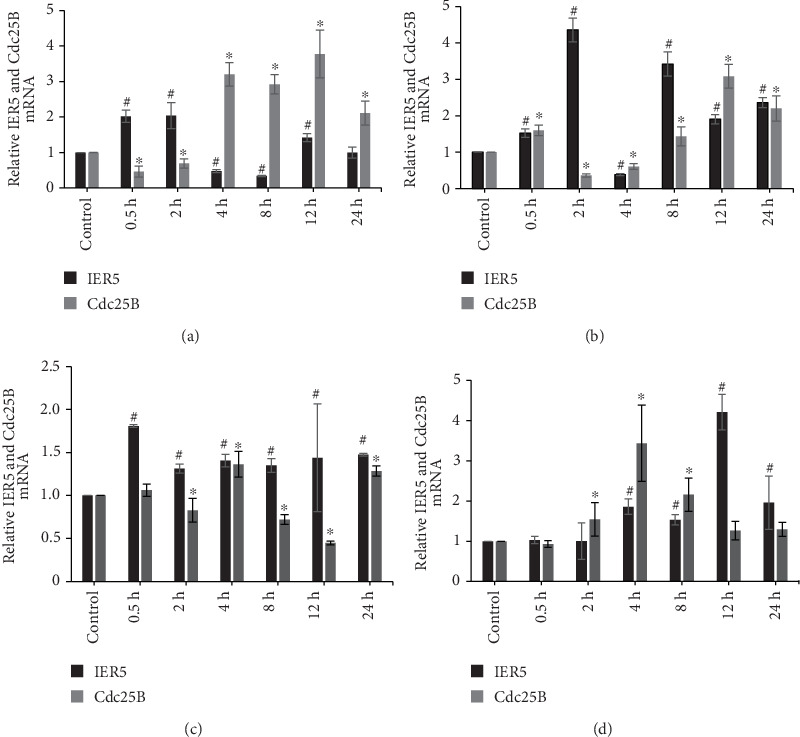IER5 Negatively Regulates Cdc25B Expression in HeLa Cells After Gamma Ray Irradiation.