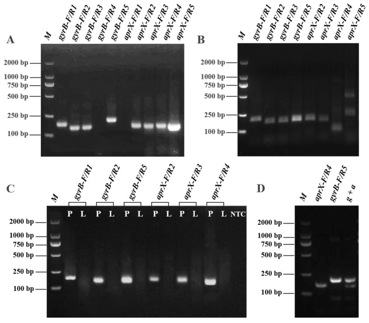 A Novel Sensitive Recombinase-Aided Amplification Integrated Test Strip for <i>Pseudomonas fluorescens</i> in Milk via Dual Gene Probes.
