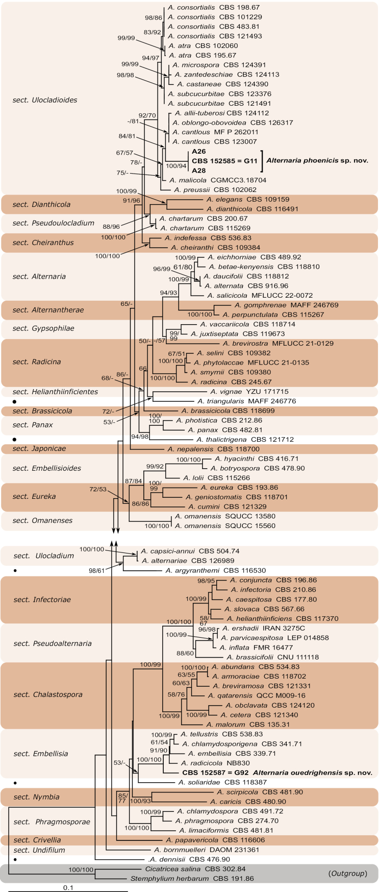 ﻿ <i>Alternariaphoenicis</i> sp. nov. and <i>Alternariaouedrighensis</i> sp. nov. (Pleosporales, Pleosporaceae): Two new species associated with leaf spot and blight diseases of date palm (<i>Phoenixdactylifera</i> L.).