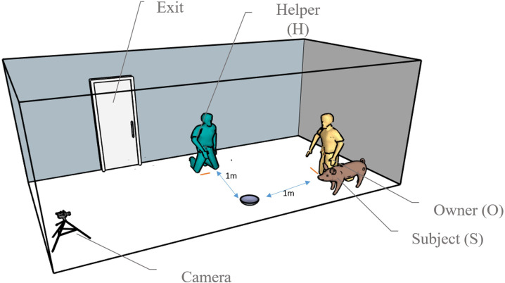 Companion pigs alternate orientation between humans and snout-inaccessible targets.