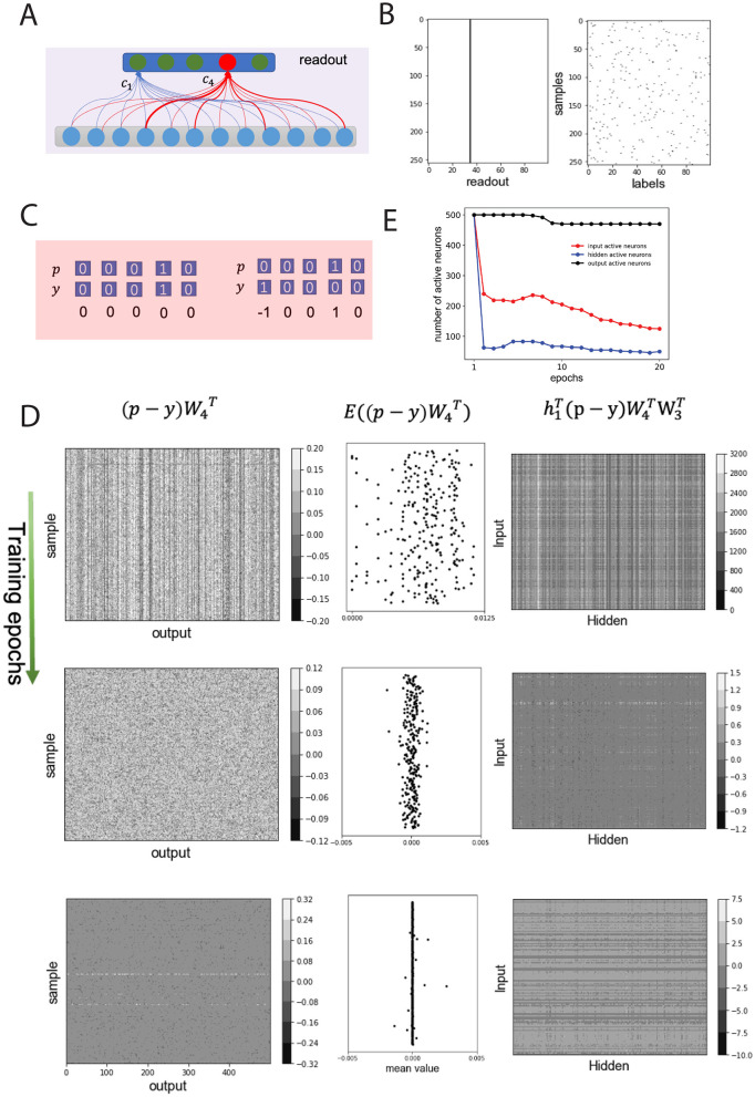 Non-negative connectivity causes bow-tie architecture in neural circuits.