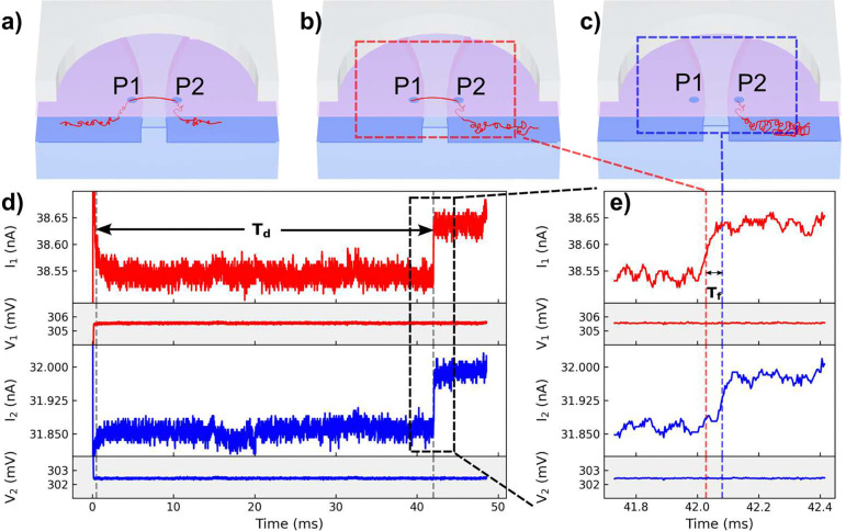 DNA Dynamics in Dual Nanopore Tug-of-War.