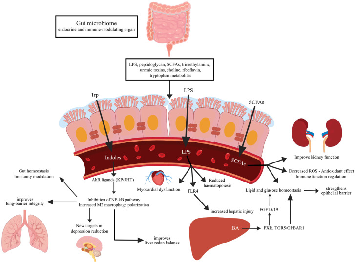 Host-Microbiome Interaction in the Intensive Care Unit.