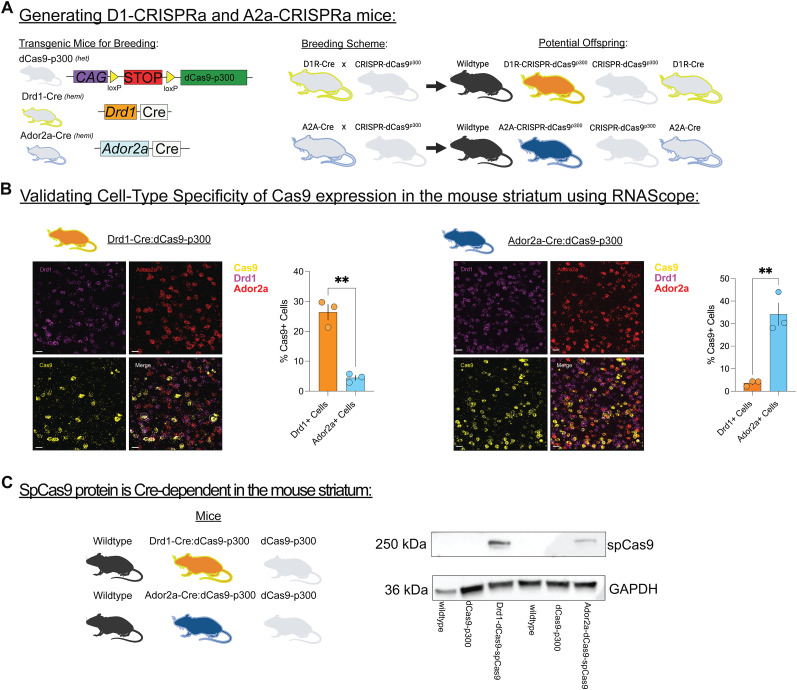Dopamine Receptor 1 Specific CRISPRa Mice Exhibit Disrupted Behaviors and Striatal Baseline Cellular Activity.