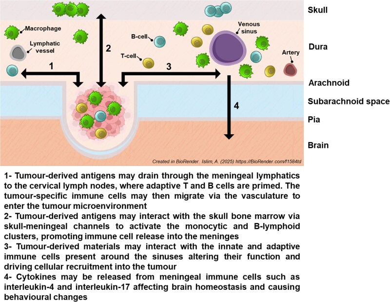 Skull-meninges-brain connectivity and extra-axial brain tumours.
