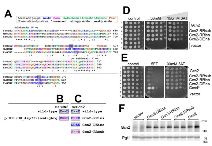 Functional Analysis of the Yeast Counterpart to the Human GCN2 p.Glu738_Asp739insArgArg Variant.