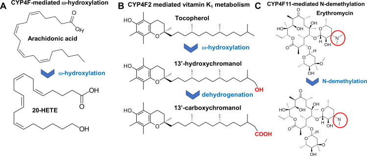 The curious family of cytochrome P450 4F fatty acid ω-hydroxylases: recent developments in their function and relevance for human health.