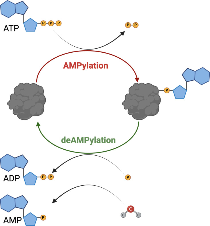 The rise of AMPylation: from bacterial beginnings to modern implications in health and disease.