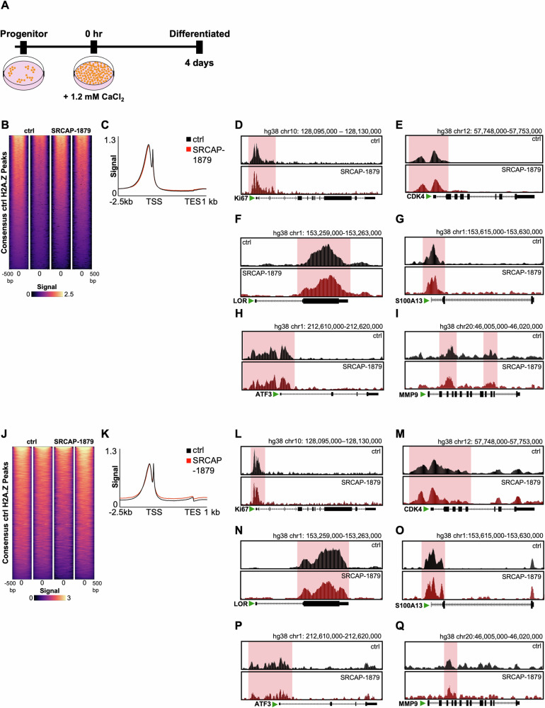A dominant SRCAP truncating mutation promotes squamous cell carcinoma progression.