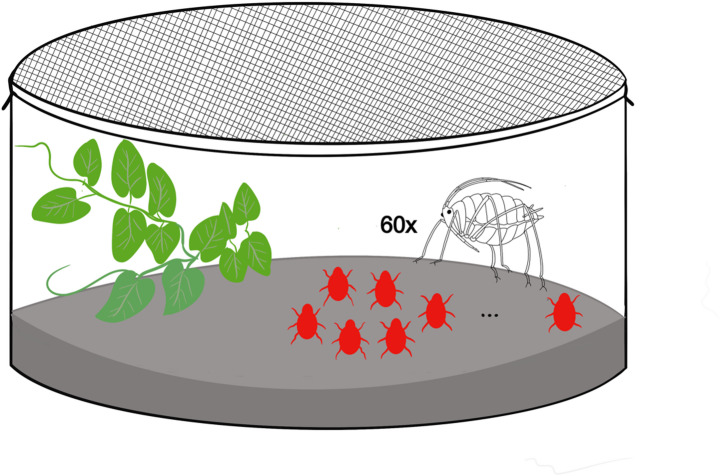 Host species of larvae contribute to intraspecific variation of deutonymphs - a case study of Allothrombium fuliginosum (Trombidiformes: Trombidiidae) parasitizing aphids.