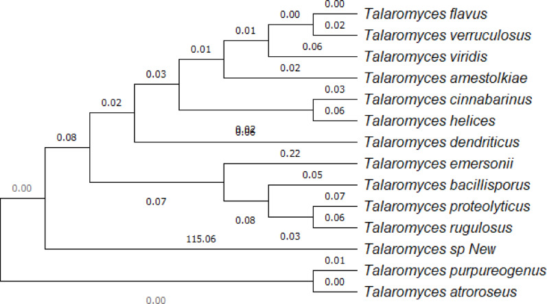 Mycofabrication of sustainable mycelium-based leather using Talaromyces sp. and irradiated eggplant peel waste.