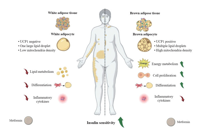 Metformin and Adipose Tissue: A Multifaceted Regulator in Metabolism, Inflammation, and Regeneration.