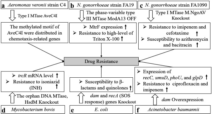 The emerging role of DNA methylation in the pathogenicity of bacterial pathogens.