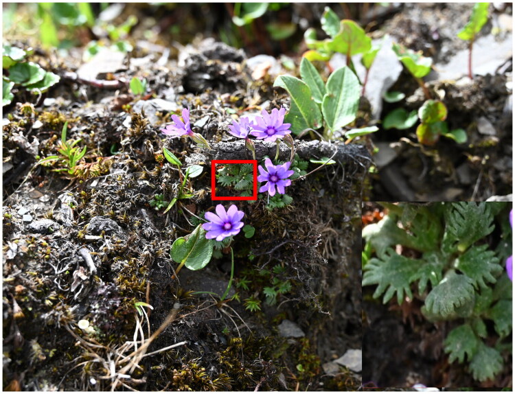 The complete chloroplast genome of <i>Primula bella</i> (Primulaceae): a species endemic to the Hengduan Mountains in China.