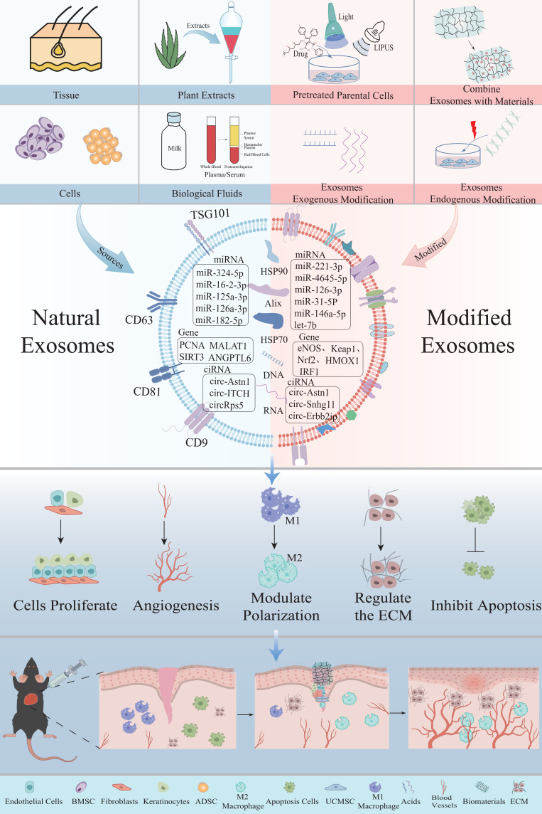 Exosomes in Diabetic Wound Healing: Mechanisms, Applications, and Perspectives.