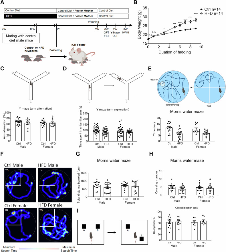 Prenatal maternal HFD exposure impairs cognition via a hippocampal NMDA mechanism.
