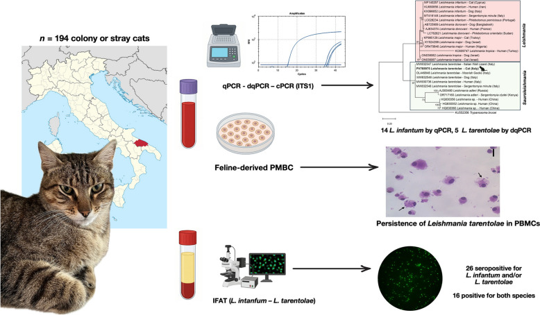 Leishmania (Leishmania) infantum and Leishmania (Sauroleishmania) tarentolae in outdoor cats and report of infection in feline-derived peripheral blood mononuclear cells.