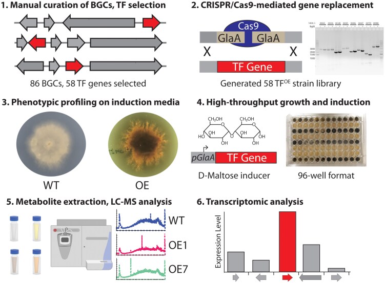 Global survey of secondary metabolism in <i>Aspergillus niger</i> via activation of specific transcription factors.