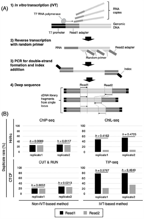 <i>In Silico</i> Separation of <i>in Vitro</i> Transcription-Derived Duplicates From PCR Duplicates to Enhance Sequence Data Utilization.