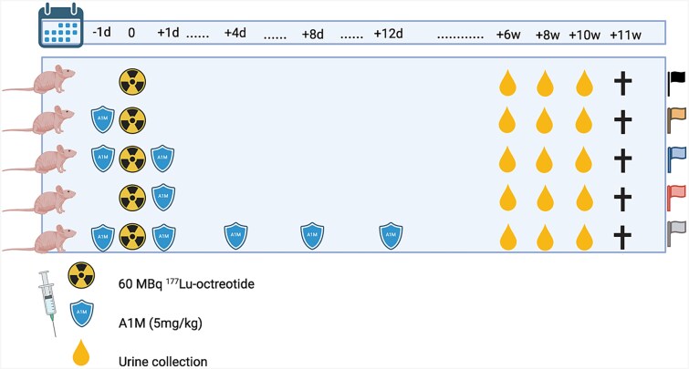 Evaluation of coadministration schedules of rA1M for kidney protection after administration of 177Lu-octreotide.